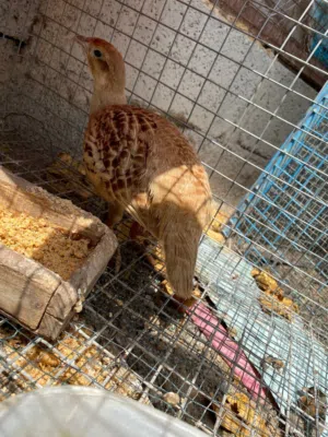 سمان البكستاني