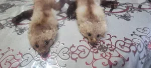 فرو ثعلب  كامل اصلي