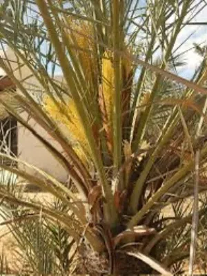 متوفر زوز نخلات دكار حجم متوسط يمكن زوز ميترو للبيع