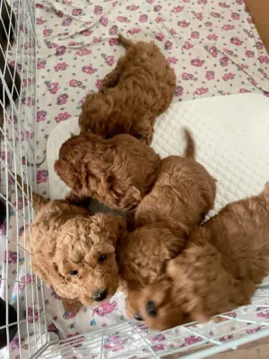 7weeks Poodle puppy