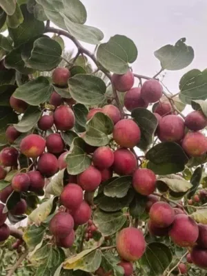 جاهز لتطعيم أشجار السدر الكبيرة والصغيرة