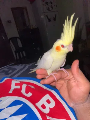 طائر كوكتيل لاتينو أليف (عين حمره)