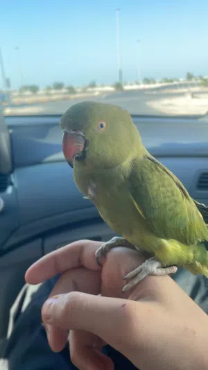 Healthy tamed ringneck urgent sale   بيعه سريعه متوه اليفه جدا