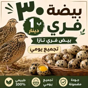 متوفر بيض فري تازا تجميع يومي