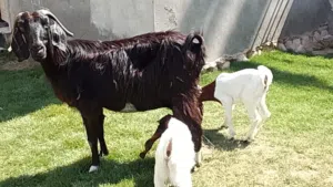 عنز توميه الله يبارك