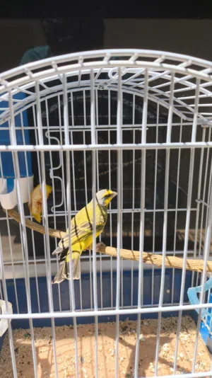 ذكر كركرينو يغني هايج ماشاء الله