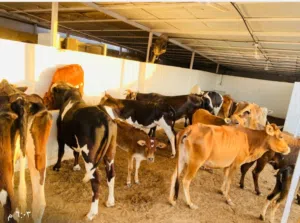 حلال محلي تربية للذبخ