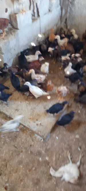 للبيع صيصان بلدي مشكل عمر 40 يوم نضيفه ماخذات جميع القاحات