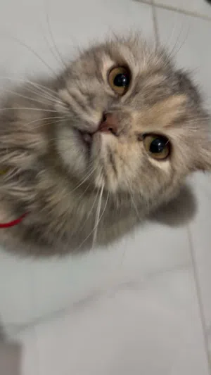 Cat around 10 months to 11 months