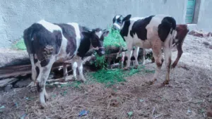 عجلة عزبة تمشي  لحم لسه لبانى مجرحتش