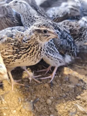 دكور سمان للبيع العمر 3 شهور