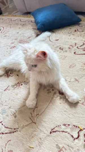 قطه شيرازيه للبيع