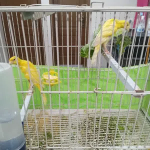 جوز فحل جيفر وطيرة جيفوس بلديات