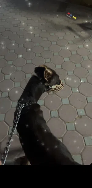 الكلب عمره سبع شهور الكلب ما ضراب