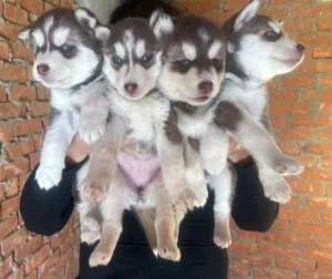 جراوي هاسكي للبيع