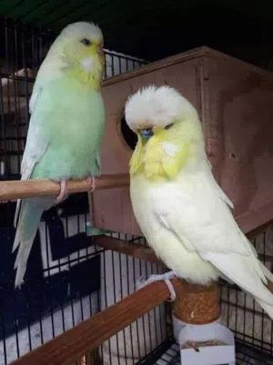 نتبنى الطيور او شرائها 
