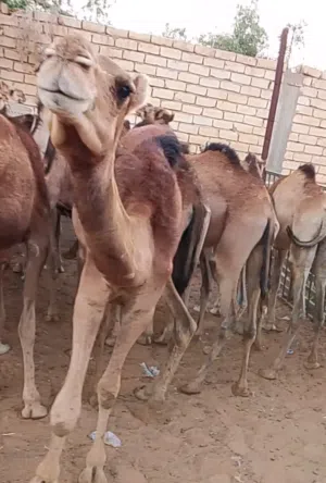 20حوار للبيع