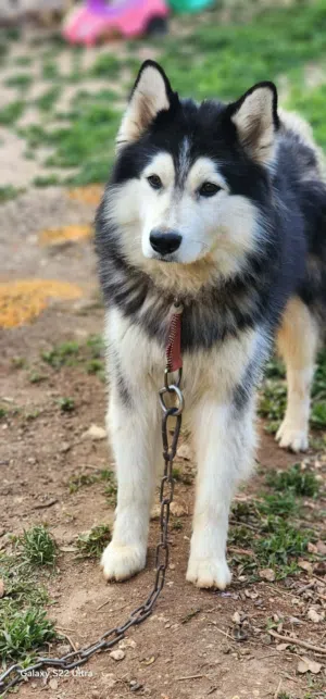 كلب هاسكي ذكر