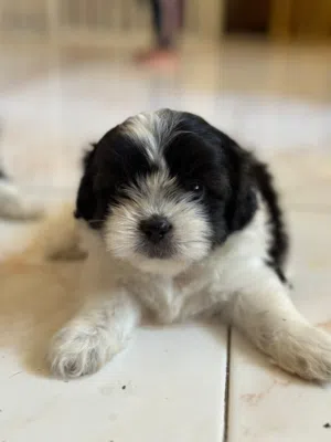 free adoption