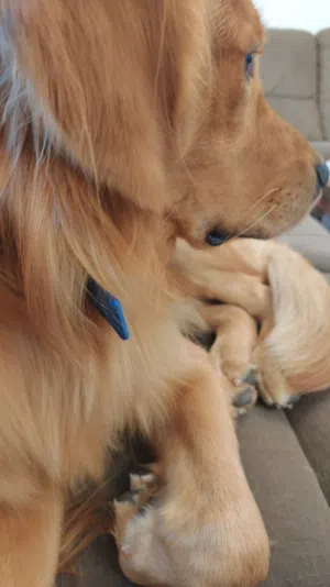 كلب جولدن رتريفير golden retriever