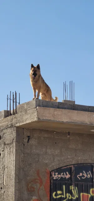كلب جرمن عظم عريض شعر كثيف صنعاء  ذكر جرمن للبيع  العنوان صنعاء الاصبحي امام الشلال تم تخفيض السعر30