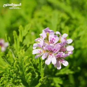 عطر واكليل مقطر للبيع