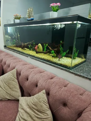 ‏إكسسوارات ‏.‏ أسماك‏1