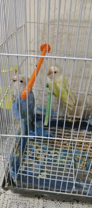 جوز روز شغالات