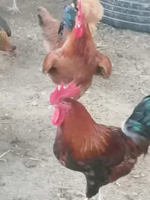 للبيع ديوك فرنسي كولومبي