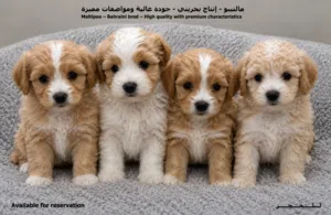 مالتيبو للحجز  MALTIPOO For reservation