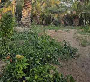 شجاع حسين 