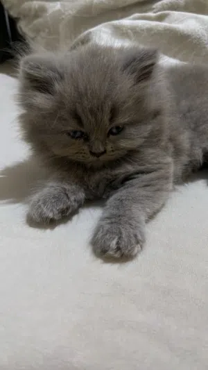 قطط للبيع.