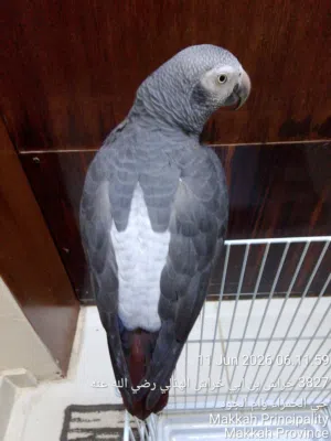 AFRICAN GREY/CASCO