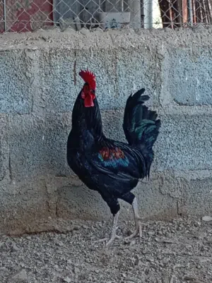 لعشاق نوادر موقع لوى    لمعرف المزيد تواصل على واتس  !!!!!!!!!!!!!!!!!!!!!!!!!!!!!!!!!!!!!!!!!!!!!!!