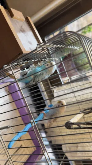 طيور حب للبيع