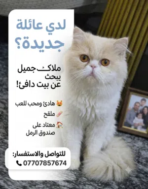 قط جميل يبحث عن عائلة محبة وهادئة (للتبني)