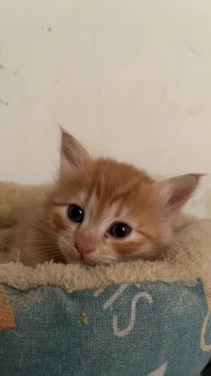 قطة صغيره للبيع