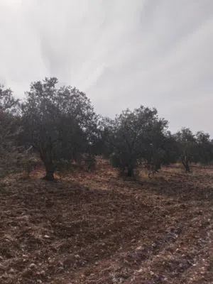 Farm Land for Sale in Jerash Al-Mastaba