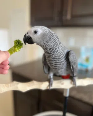 Talking African Grey Parrots