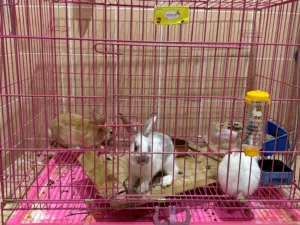 Kids friendly Rabbits For Sale, Fed Lettuce, Carrots and green leaves