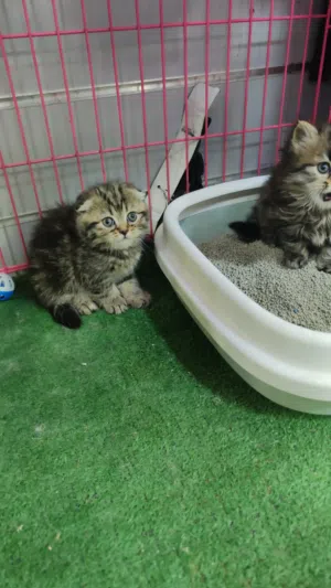 قطه انثى سكوتش فولد لعمر شهرين جاهزه لبيتها جديد جولدن ny24