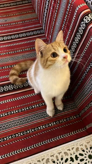 قط اليف للبيع