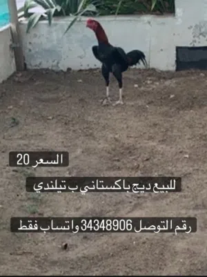 للبيع ديج باكستاني ب تيلندي