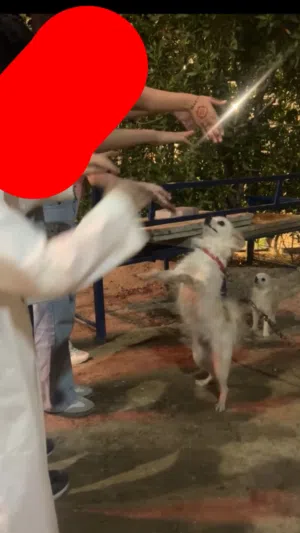 كلاب بوميرنيان للبيع الكلب الواحد ب 50 دك