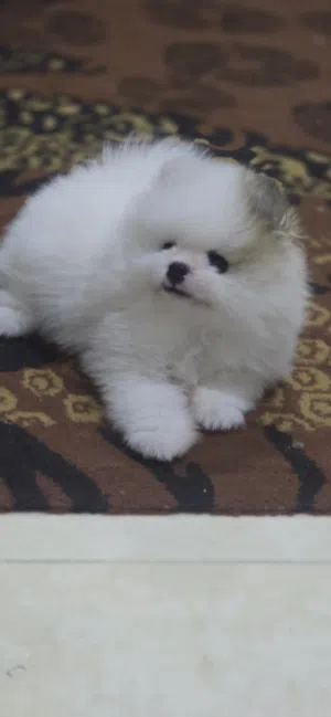 Pomeranian male puppy 2 month old