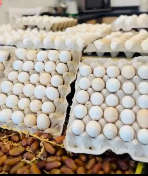 بيع دحي عربي
