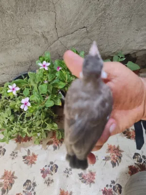 بلبل تبزيري البصره نص ذيل اقرا ااوصف