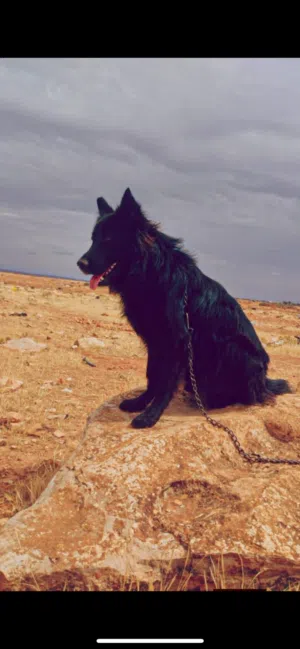 بلاك رويال كزيوني