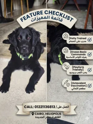 ليلادور اسود