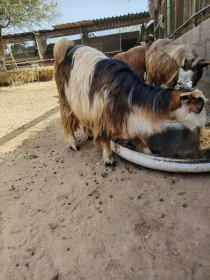 صخلات اعمارهن سنه وسمان